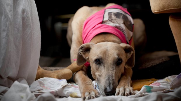 Rescued greyhound Till. Chief Minister Andrew Barr has described any ban reversal as "disappointing" and concerning. 