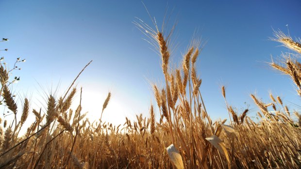 CBH dominates grain trading in Western Australia.