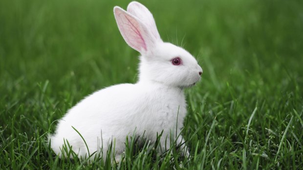 In Queensland, keeping a rabbit as a pet could land you with a $44,000 and six months in prison.