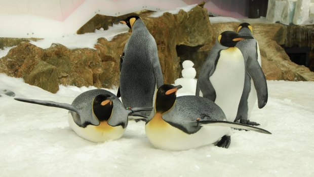 King Penguins at Sea Life.