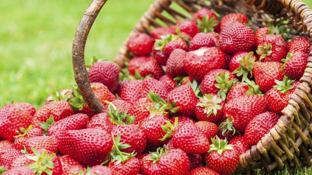 Industry leaders want to increase strawberry exports to at least 8 per cent of total national strawberry production by 2021.