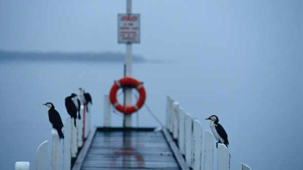 Shags and cormorants roost on jetty pylons during a rain storm. 