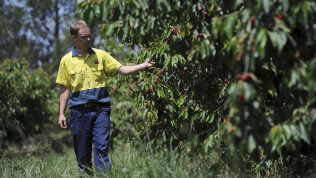 Tom Eastlake inspects cherries growing at his property, Fairfield Orchards.
