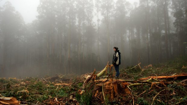 A logging coupe in the Toolangi State Forest in Victoria's central highlands. 