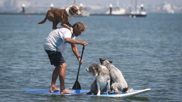 Chris de Aboitiz and his dogs Rum, Milly and Murph take part in a pet race at St Kilda West Beach on Tuesday.