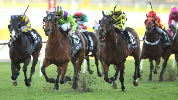 Surprise packet: Pelethronius will look to continue his winning run at Randwick on Saturday. 