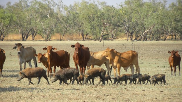 Our backbench is 45,000 head of cattle, which are happy with the current arrangements.