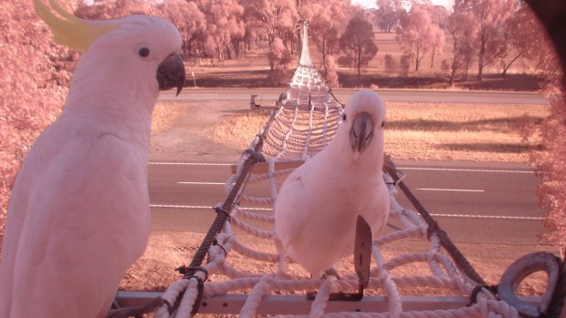Cockatoos take a rest on one of the rope bridges spanning the Hume Highway.
