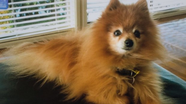 Peter and Maree Toscan's 13-year-old Pomeranian was killed after being savaged by three large dogs on a public footpath. 