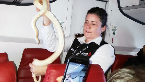 The job is about safety and security, including handling snakes that escape mid-flight. Pictured, Ravn Alaska flight attendant captures as snake on a March 19 flight this year.