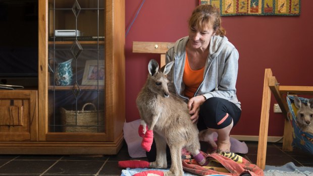 Wildcare Queanbeyan volunteer Sherri Midson looking after an injured kangaroo after the Carwoola bushfire.