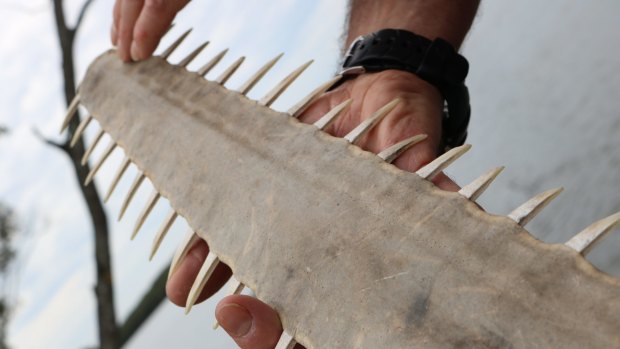 The rostrum, or snout, of a Kimberley sawfish.