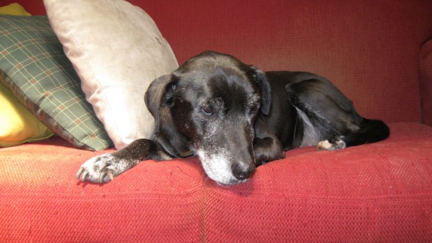 Millie, Nigel Featherstone's Labrador and companion.