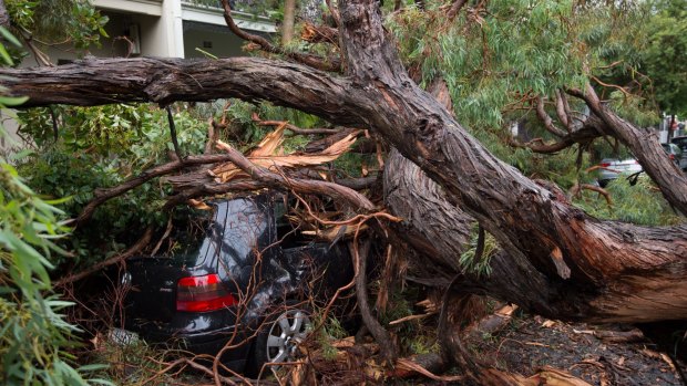 A tree has fallen on three cars in Darling Street, Glebe, after excess rain.
