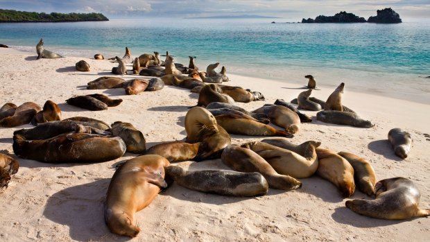 A colony of sea lions snooze at Gardner Bay on Espanola in the Galapagos Islands, Ecuador.