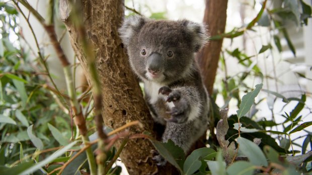 Tucker, the first koala baby born at Tidbinbilla since the 2003 bushfires.