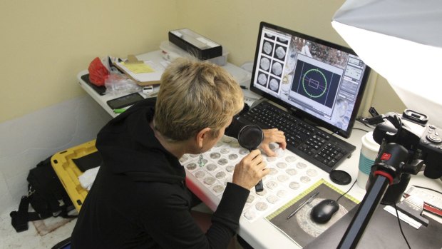 Shipwreck coin expert, Carol Tedesco, examines coins recovered from the San Jose at the IMDI project lab in undated handout photo. 