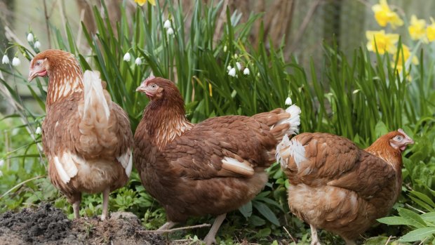 Consumer affairs ministers will this week make a decision on the definition of free range eggs.