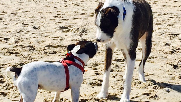 Maudie, left, susses out another dog at the off-leash dog beach.