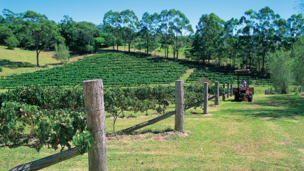 Vineyard, Tamborine Estate.