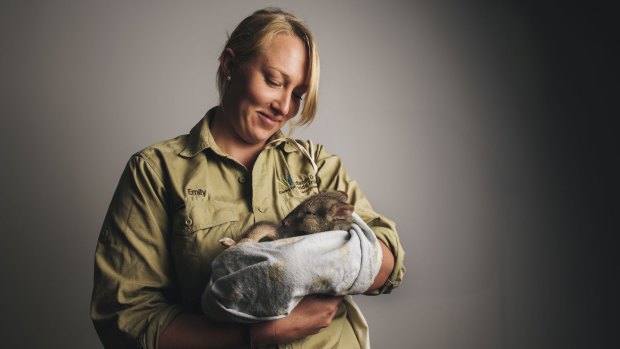 Nurturing: Emily Belton, from the Woodlands and Wetlands Trust with Berry the bettong. 