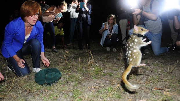 An eastern quoll put on a show for the cameras when it was released at Mulligans Flat Woodland Sanctuary by Meegan Fitzharris.