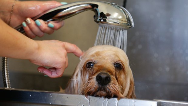 A cavoodle gets a cooling wash and clip at Dogue.