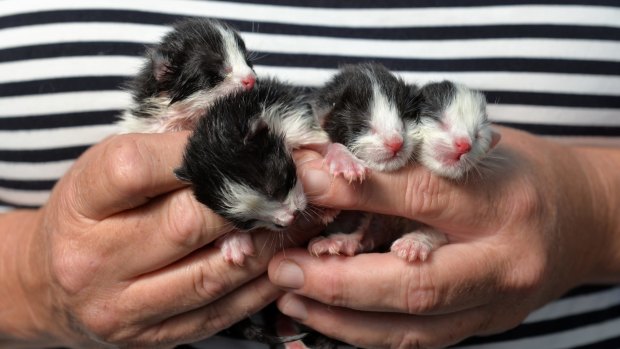 Caroline Dare, of Devonport holding the 4 rescued kittens who were discovered in a paper bag left behind in the Ulverstone McDonalds restaurant. 