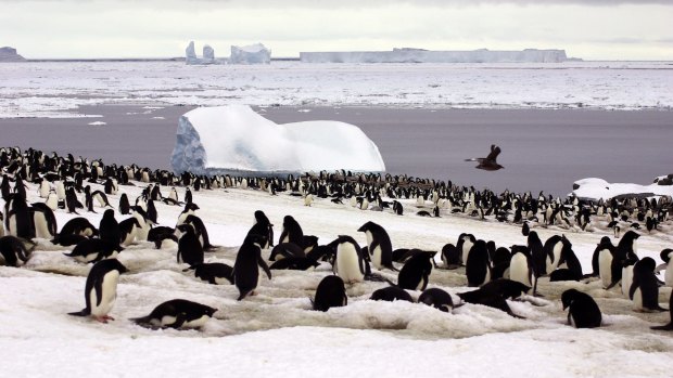 A penguin colony on Signy Island.