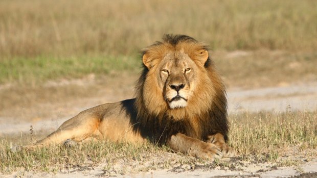 Cecil the lion was shot dead in 2015.