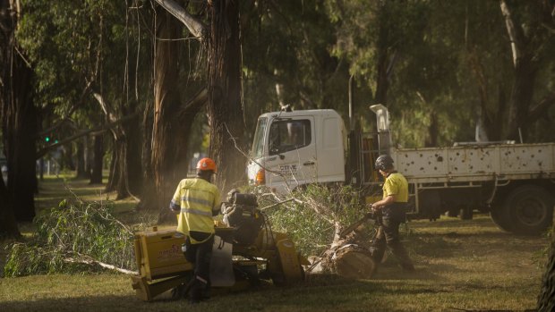 Tree removal under way on Canberra's Northbourne Avenue last week.