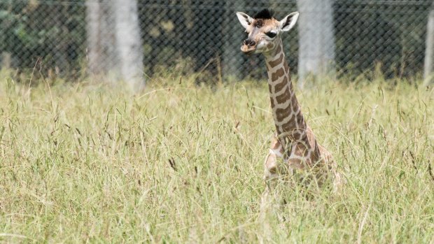Mogo Zoo has welcomed a newborn giraffe, the fifth baby for mum Shani.