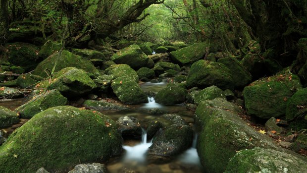 The spectacular, and oh-so-green, Shiratani Unsui Gorge in Yakushima.