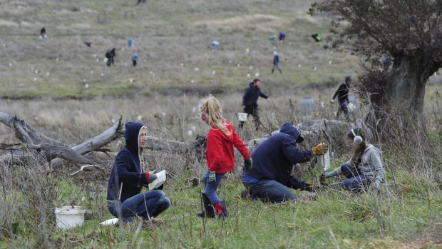 The Cooper family of Ainslie - Bindi and Stafford, with daughters, Mia, 7, and Ella, 9 - join in the mass tree planting on Sunday.