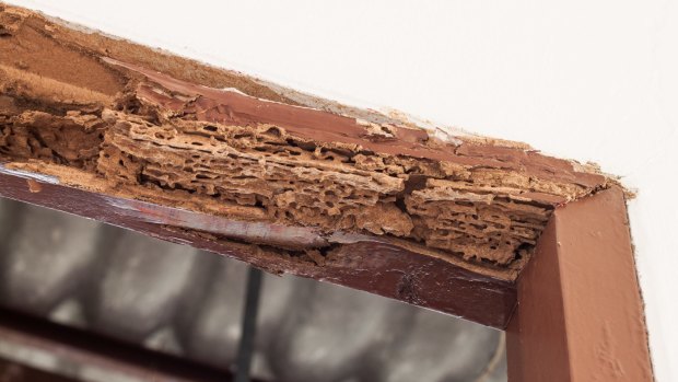 Termites can damage any timber parts of a house.