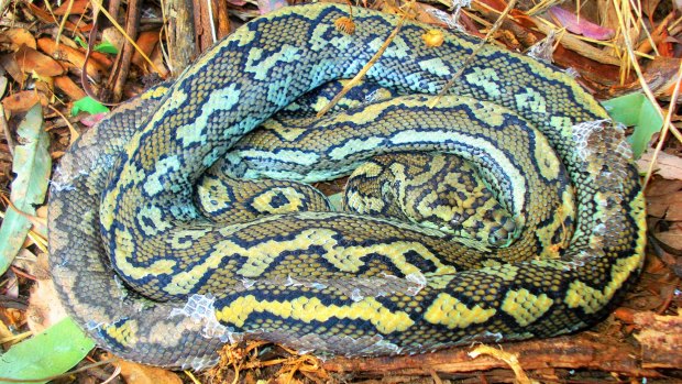 Carpet python found last year on walking track on Mt Majura.