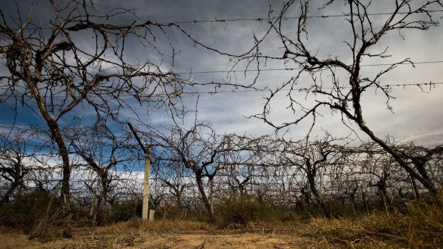 Dried up vineyards near Menindee, NSW hit by drought in 2016. 