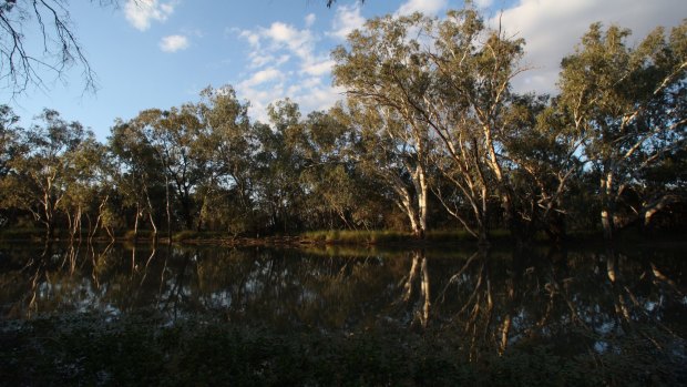 There has been a series of 'black water' events in the Murray-Darling in recent years.