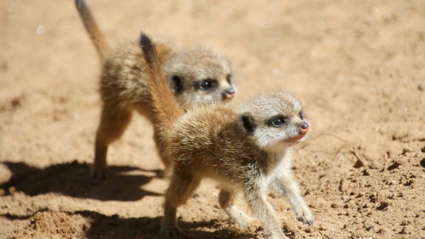 Meerkat litters usually number only three or four.