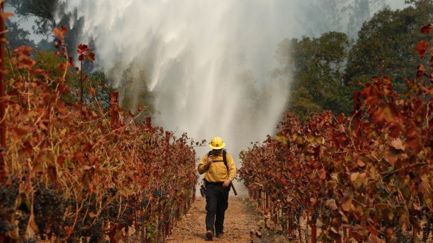 Firefighter Chris Oliver walks between burnt grape vines as a helicopter drops water over a wildfire near a Santa Rosa winery on Saturday.