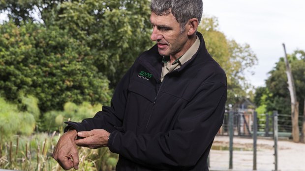 Melbourne Zoo's head vet Dr Michael Lynch shows  the elephant calf's problem. 