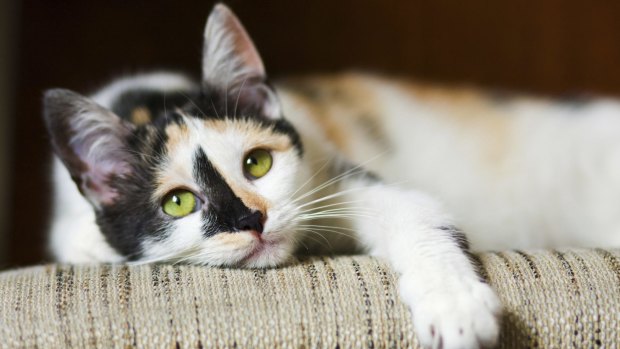 More than 30 cats have been attacked in Ballajura by the same two dogs, according to one resident. 