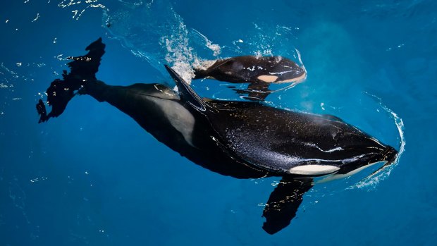 Takara helps guide her newborn to the water's surface at SeaWorld San Antonio on Wednesday.