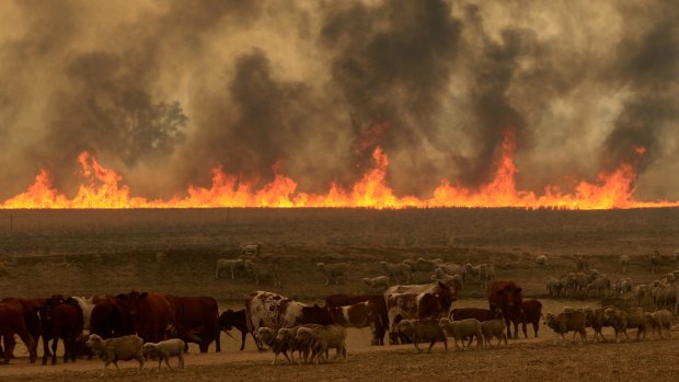 Cattle and smoke near the Sir Ivan fire.
