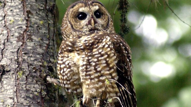 Threatened: The northern spotted owl.