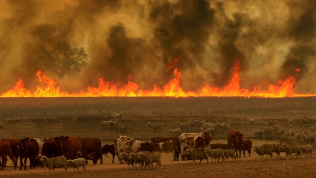The Sir Ivan bushfire started east of Duneedoo in the NSW Central tablelands on a day that NSW fire authorities classified as catastrophic.
