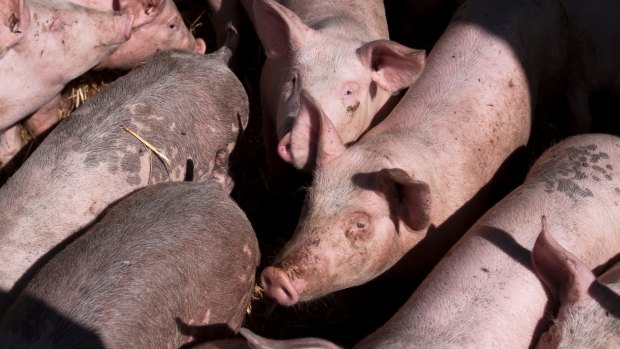 Food Standards Australia New Zealand is reviewing allowable limits for rat poison in pork.