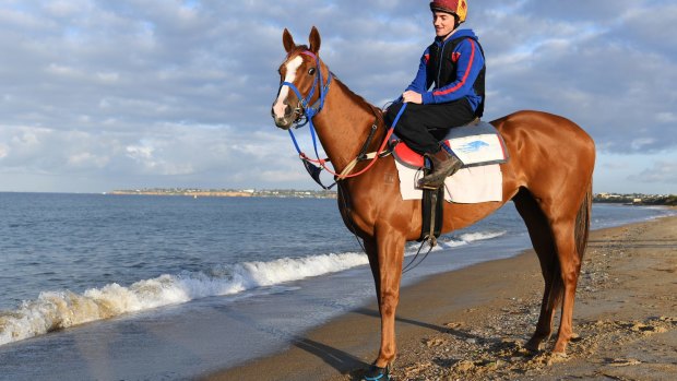 Life's a beach for Single Gaze ahead of the Melbourne Cup - although an eye problem almost stopped it from happening.