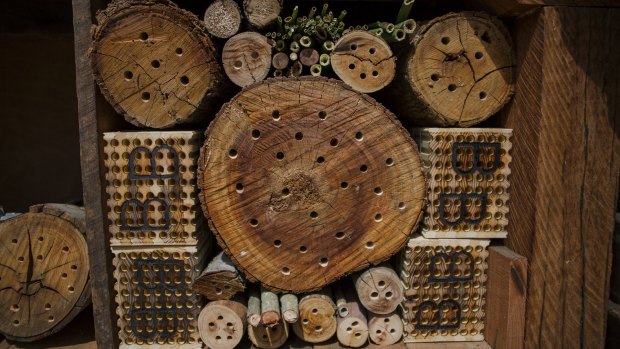 Rooms for every species of bee.
