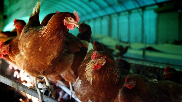 Consumer affairs ministers will meet this week to resolve the confusion around free range eggs.